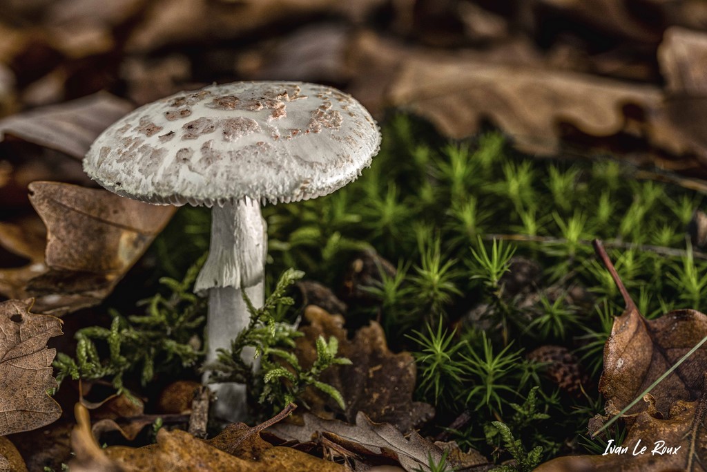 Champignon Coulemelle