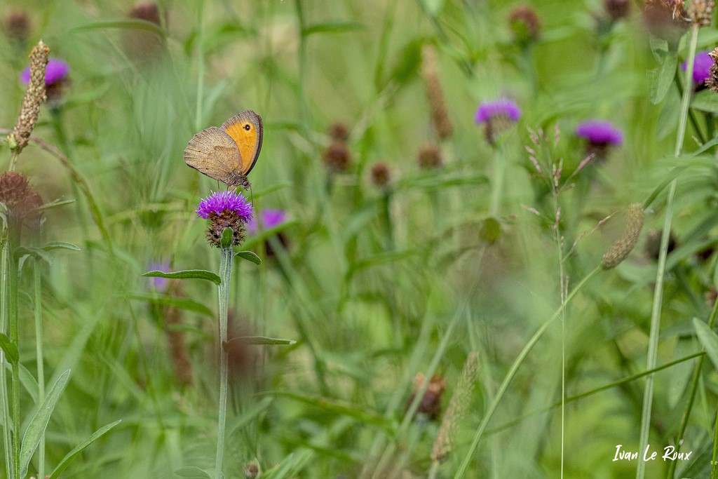Papillon Myrtil femelle - Romilly-la-Puthenaye (27) - 2021