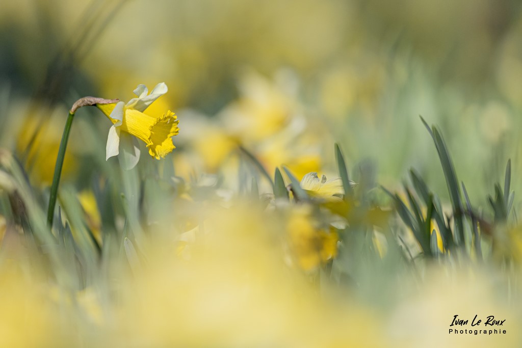 Les Jonquilles du jardin - 2022 - Romilly-la-Puthenaye (27)