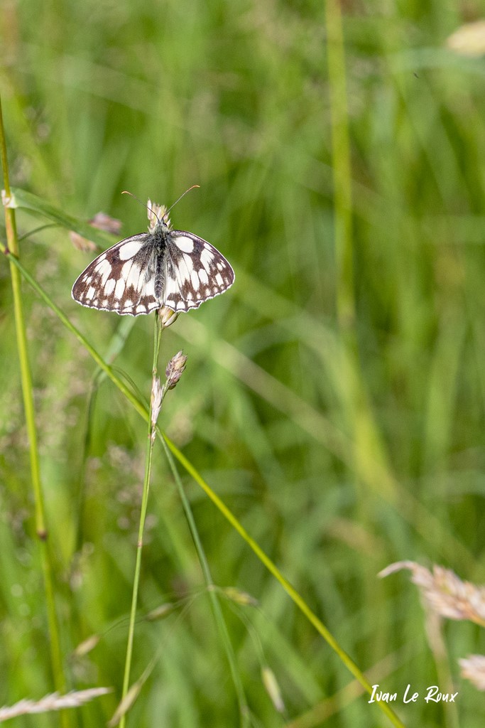 Papillon Demi-Deuil - Romilly-la-Puthenaye (27) - 2021 - Normandie - Ivan Le Roux