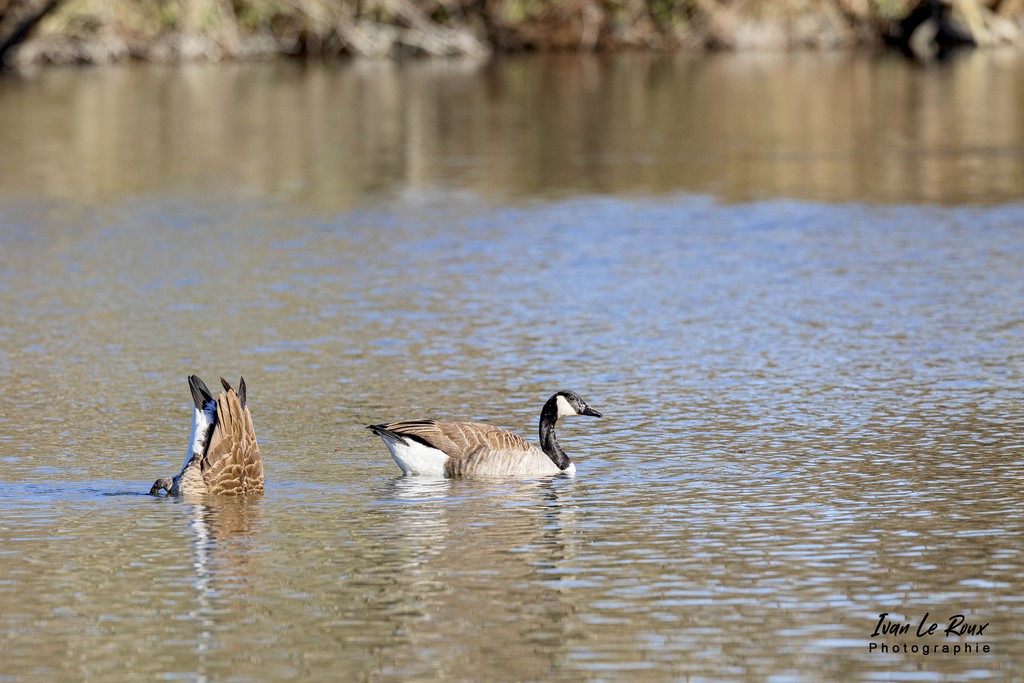 Bernaches du Canada - Etang d'Ecluzelles - 2022