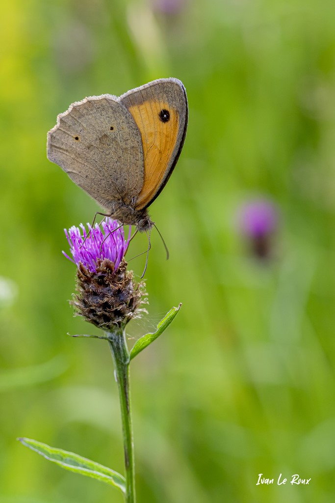 Papillon Myrtil mâle - Romilly-la-Puthenaye (27) - 2021