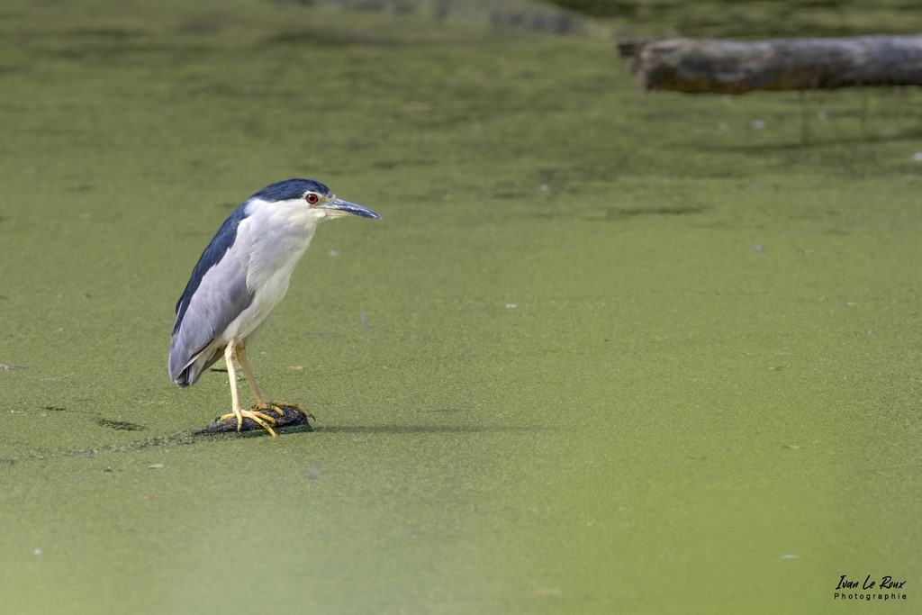 Bihoreau Gris - Etangs Ecluzelles (28) - 2022 - Canon EOS 5D Mark IV, Sigma 500 mm F/4 OS HSM SPORTS 500 mm + Extender TC-1401 x1.4, 700mm 1/1000s, f/8 ISO 800  Priorité Ouverture​