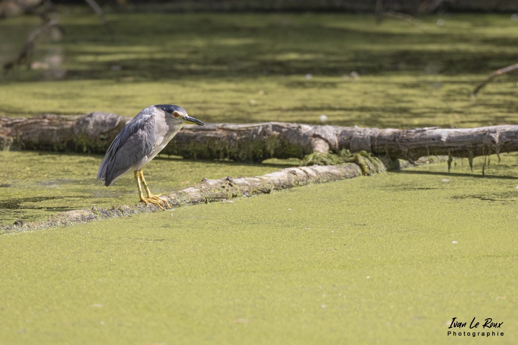Bihoreau Gris - Etangs Ecluzelles (28) - 2022 - Canon EOS 5D Mark IV, Sigma 500 mm F/4 OS HSM SPORTS 500 mm + Extender TC-1401 x1.4, 700mm 1/1600s, f/7.1 ISO 800  Priorité Ouverture​