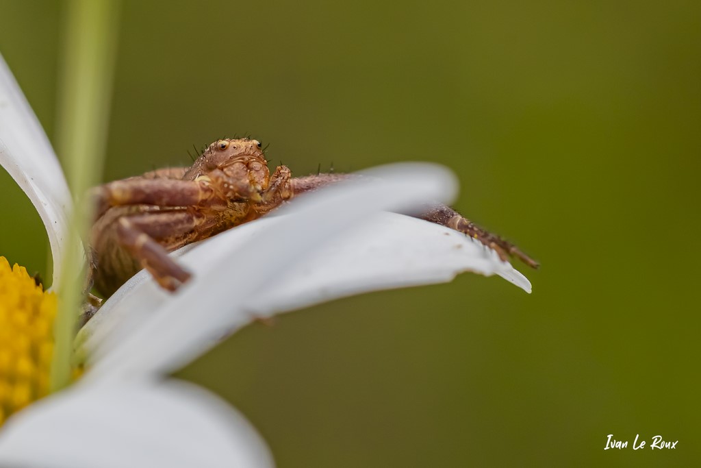 Araignée, Les habitants du mon jardin... - Romilly-la-Puthenaye (27) - 2021