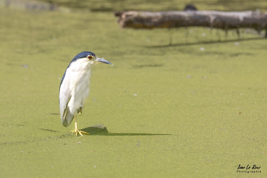Bihoreau Gris sur une patte - Etangs Ecluzelles (28) - 2022 - Canon EOS 5D Mark IV, Sigma 500 mm F/4 OS HSM SPORTS 500 mm + Extender TC-1401 x1.4, 700mm 1/1000s, f/7.1 ISO 320  Priorité Ouverture​ Ivan Le Roux