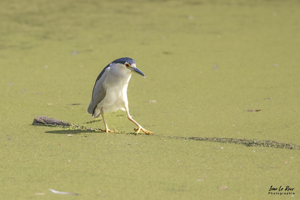 Bihoreau Gris avance doucement sur un tronc dans l'eau - Etangs Ecluzelles (28) - 2022 - Canon EOS 5D Mark IV, Sigma 500 mm F/4 OS HSM SPORTS 500 mm + Extender TC-1401 x1.4, 700mm 1/3200s, f/7.1 ISO 800  Priorité Ouverture​Ivan Le Roux