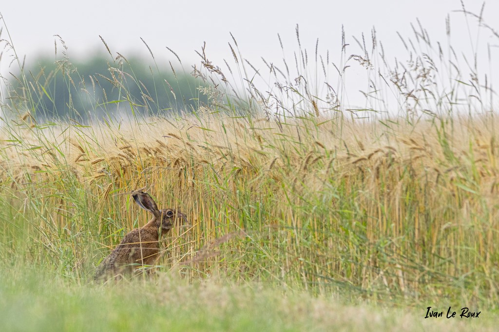 Lièvre dans les blés - Romilly-la-Puthenaye (27) - 2021