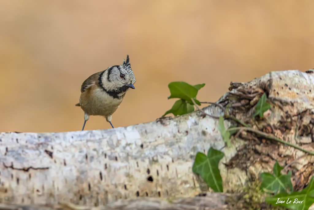 Collection "Les Oiseaux du Jardin" - La Mésange Huppée