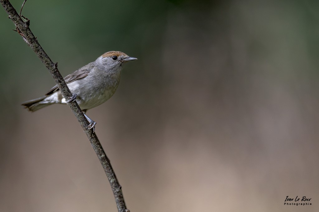 Fauvette à tête noire femelle - Romilly-la-Puthenaye (27) - 2022 - Canon EOS 5D Mark IV, Sigma 500 mm F/4 OS HSM SPORTS 500 mm + Extender TC-1401 x1.4, 700mm 1/640s, f/5.6 ISO 800  Priorité Ouverture​ Ivan Le Roux Photographe animalier Eure Normandie