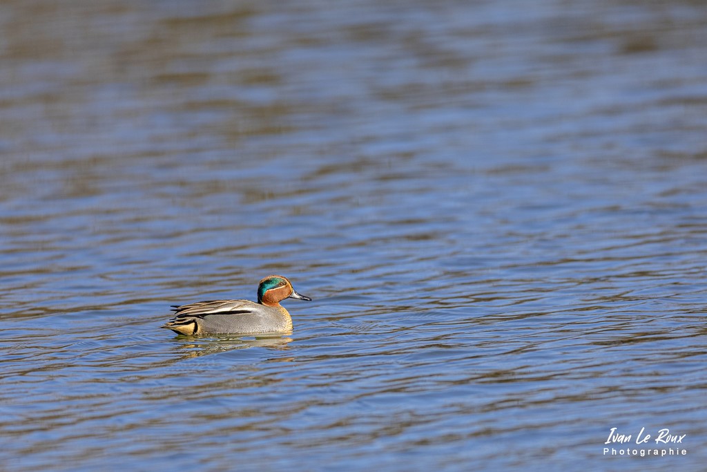 Sarcelle d'Hiver - Etang d'Écluzelles