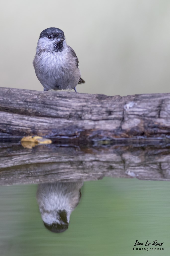 Mésange Nonnette et son reflet - Romilly-la-Puthenaye (27) - 2022 - Canon EOS 5D Mark IV, Sigma 500 mm F/4 OS HSM SPORTS 500 mm + Extender TC-1401 x1.4, 700mm 1/160s, f/7.1 ISO 800  Priorité Ouverture​ - Ivan Le Roux Photographie animalière Normandie Eure
