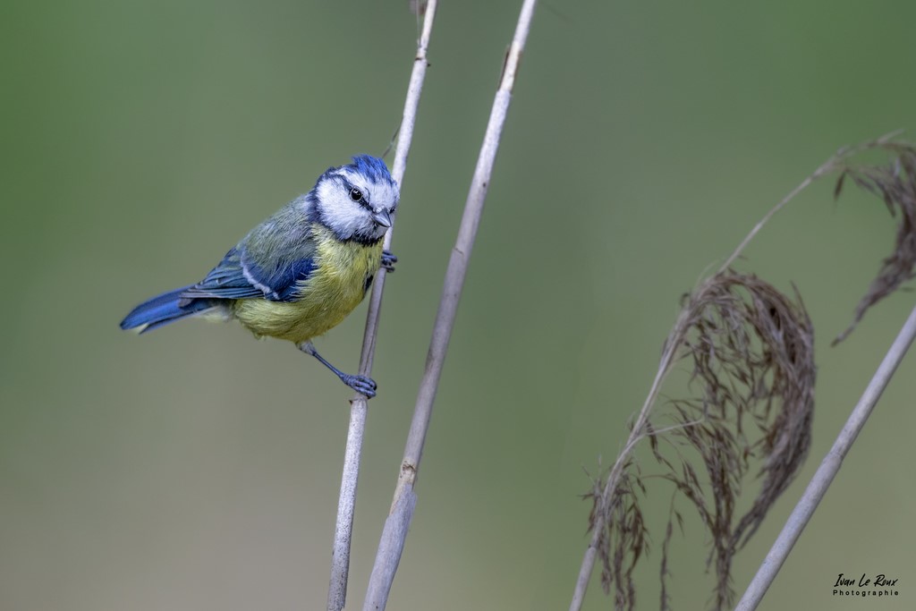 Mésange Bleue - Romilly-la-Puthenaye (27) - 2022 - Canon EOS 5D Mark IV, Sigma 500 mm F/4 OS HSM SPORTS 500 mm + Extender TC-1401 x1.4, 700mm 1/160s, f/7.1 ISO 800  Priorité Ouverture​ - Ivan le Roux Photo Eure Normandie