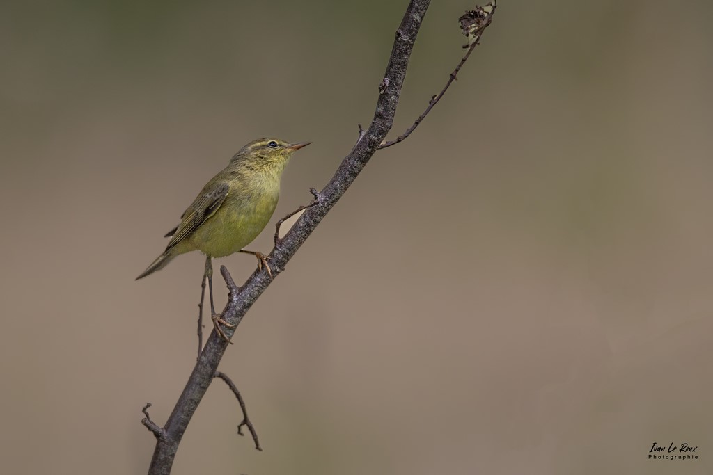 Le Pouillot Véloce - Romilly-la-Puthenaye (27) - 2022 - Canon EOS 5D Mark IV, Sigma 500 mm F/4 OS HSM SPORTS 500 mm + Extender TC-1401 x1.4, 700mm 1/400s, f/9 ISO 800  Priorité Ouverture​ Ivan Le Roux photographe animalier Eure Normandie