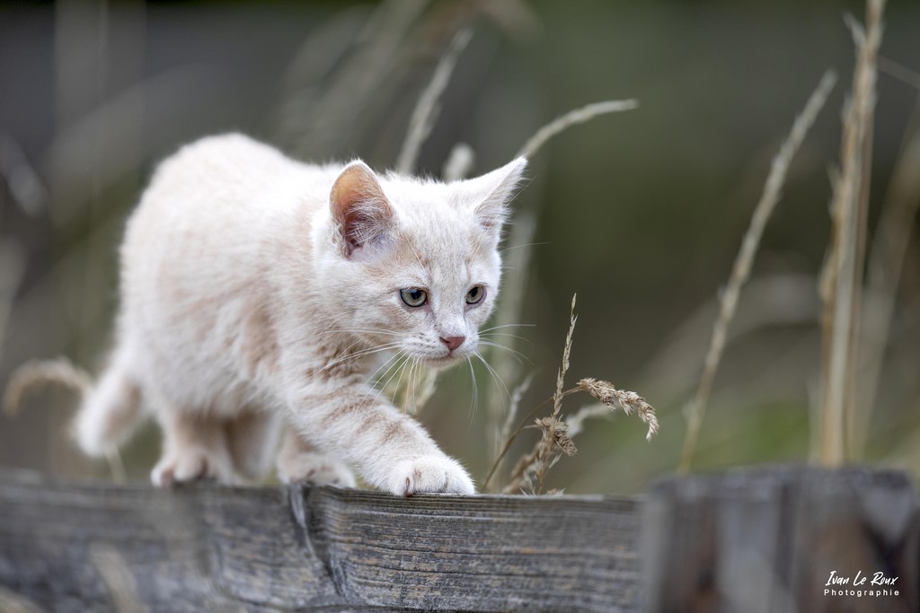 Chaton "l'apprentissage de la vie" - Romilly-la-Puthenaye (27) - 2022 - Canon EOS 5D Mark IV, Sigma 500 mm F/4 OS HSM SPORTS 500 mm, 1/800s, f/4 ISO 800  Priorité Ouverture ivan Le Roux Photos animalières Eure Normandie