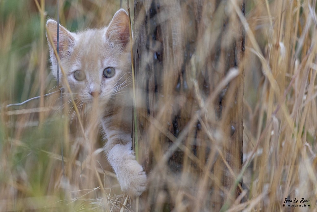 Chaton à la découverte des grandes herbes - Romilly-la-Puthenaye (27) - 2022 - Canon EOS 5D Mark IV, Sigma 500 mm F/4 OS HSM SPORTS 500 mm, 1/500s, f/4 ISO 800  Priorité Ouverture Photographe animalier Ivan Le Roux Eure Normandie