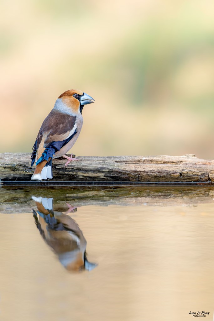 Les Oiseaux du Jardin - Grosbec Casse-Noyaux - Romilly-la-Puthenaye (27) - 2022 - Ivan Le Roux Photographie Normandie