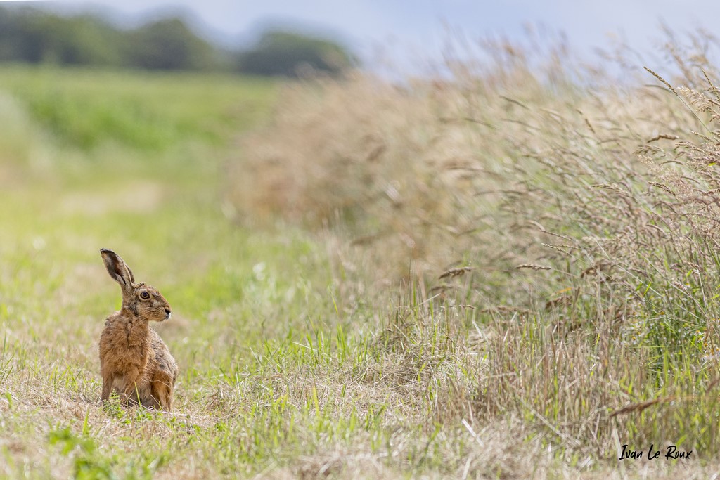 Le Lièvre - Romilly-la-Puthenaye (27) - 2021