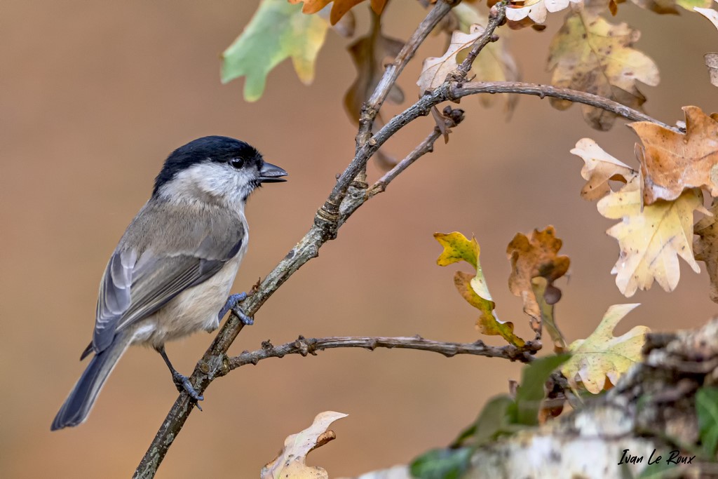 Collection "Les Oiseaux du Jardin" - La Mésange Nonnette