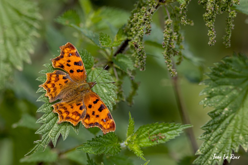 Papillon "Robert Le Diable" (Polygonia c-album) sur des orties  - 2021