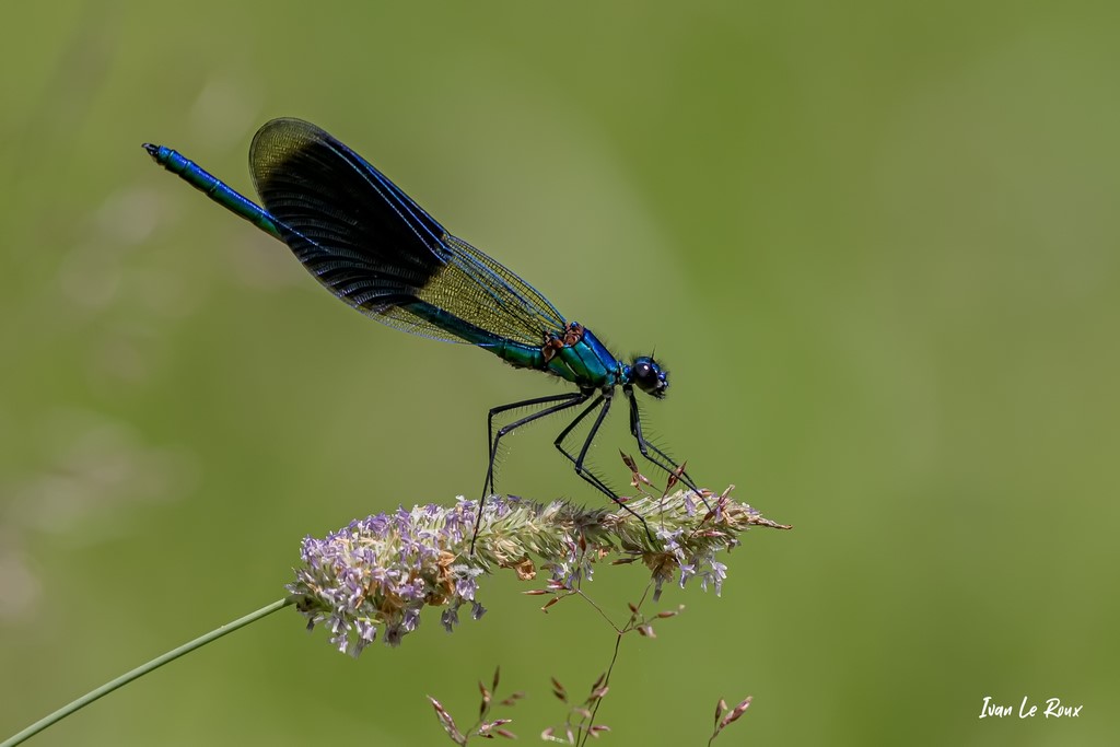 Libellule "Caloptéryx éclatant" - Romilly-la-Puthenaye (27)  - 2021