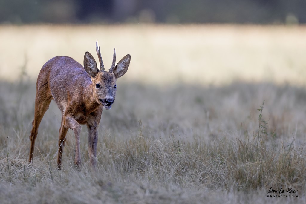 Chevreuil intrigué s'approche doucement - Romilly-la-Puthenaye (27) - 2022 - Canon EOS 5D Mark IV, Sigma 500 mm F/4 OS HSM SPORTS 500 mm + Extender TC-1401 x1.4, 700mm 1/1250s, f/5.6 ISO 800  Priorité Ouverture​ Ivan Le Roux Photographie Ivan Le Roux Photographe Eure Normandie