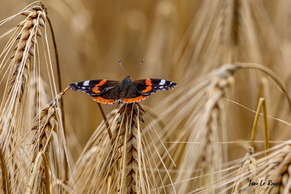 Papillon Vulcain (Vanessa Atalanta) dans un champ d'orge  - 2021