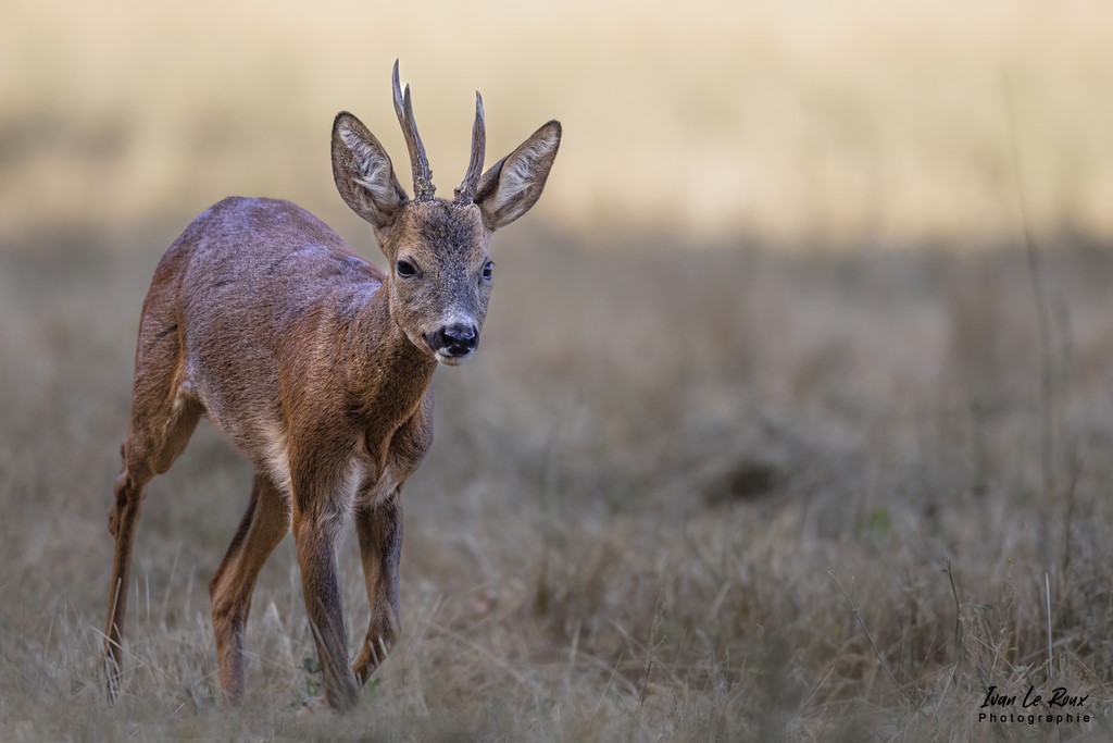 Chevreuil  s'approche doucement - Romilly-la-Puthenaye (27) - 2022 - Canon EOS 5D Mark IV, Sigma 500 mm F/4 OS HSM SPORTS 500 mm + Extender TC-1401 x1.4, 700mm 1/2000s, f/5.6 ISO 800  Priorité Ouverture​ Ivan Le Roux Photographie