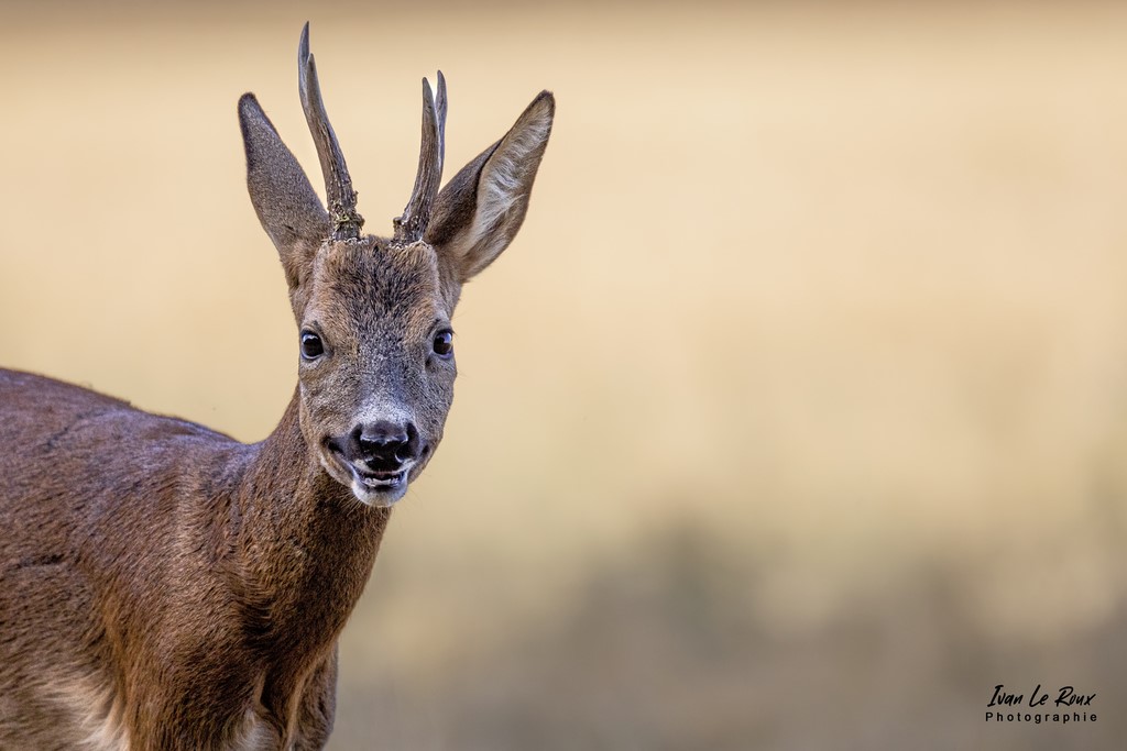 Chevreuil  - Romilly-la-Puthenaye (27) - 2022 - Canon EOS 5D Mark IV, Sigma 500 mm F/4 OS HSM SPORTS 500 mm + Extender TC-1401 x1.4, 700mm 1/3200s, f/5.6 ISO 800  Priorité Ouverture​ Ivan Le Roux Photographie