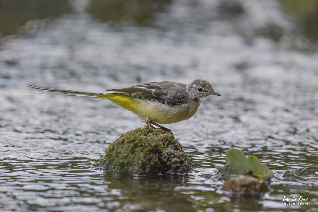 Bergeronnette des Ruisseaux - Romilly-la-Puthenaye (27) - 2022 - Canon EOS 5D Mark IV, Sigma 500 mm F/4 OS HSM SPORTS 500 mm + Extender TC-1401 x1.4, 700mm 1/640s, f/8 ISO 800  Priorité Ouverture​ Ivan Le Roux Photo  Normandie Eure