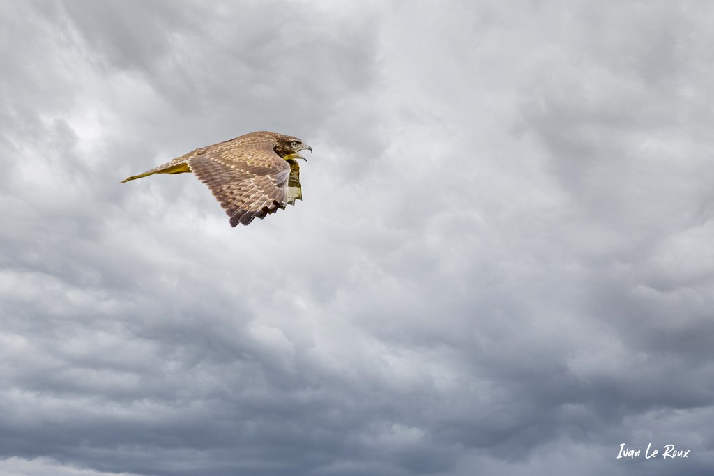 Buse Variable - Romilly-La-Puthenaye (27)  -  2021