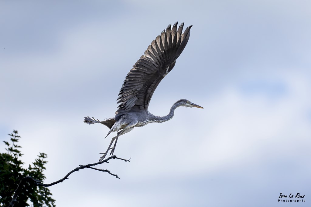 L'envol du Héron cendré ! - Romilly-la-Puthenaye - 2022 - Canon EOS 5D Mark IV, Sigma 500 mm F/4 OS HSM SPORTS 500 mm + Extender TC-1401 x1.4, 700mm 1/8000s, f/5.6 ISO 800  Priorité Ouverture​ Ivan Le Roux Photographie Eure Normandie