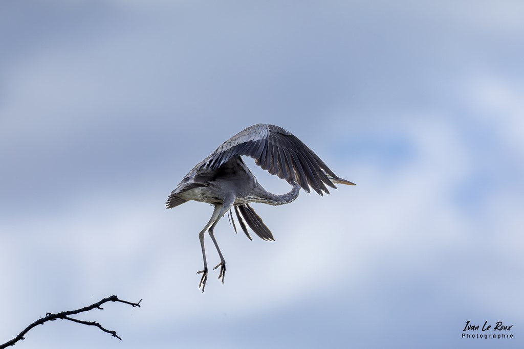 Le Héron cendré au décollage ! - Romilly-la-Puthenaye - 2022 - Canon EOS 5D Mark IV, Sigma 500 mm F/4 OS HSM SPORTS 500 mm + Extender TC-1401 x1.4, 700mm 1/8000s, f/5.6 ISO 800  Priorité Ouverture​ Ivan Le Roux Photographie Eure Normandie