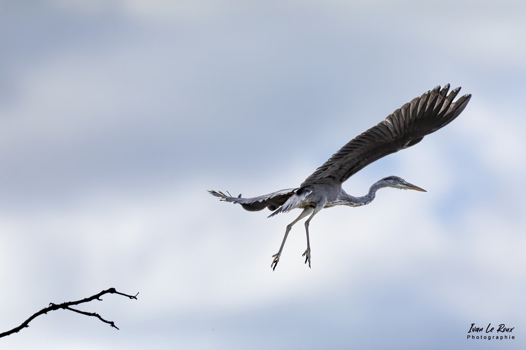 Le Héron cendré prend son envol ! - Romilly-la-Puthenaye - 2022 - Canon EOS 5D Mark IV, Sigma 500 mm F/4 OS HSM SPORTS 500 mm + Extender TC-1401 x1.4, 700mm 1/8000s, f/5.6 ISO 800  Priorité Ouverture​ ivan Le Roux Photographie Eure Normandie