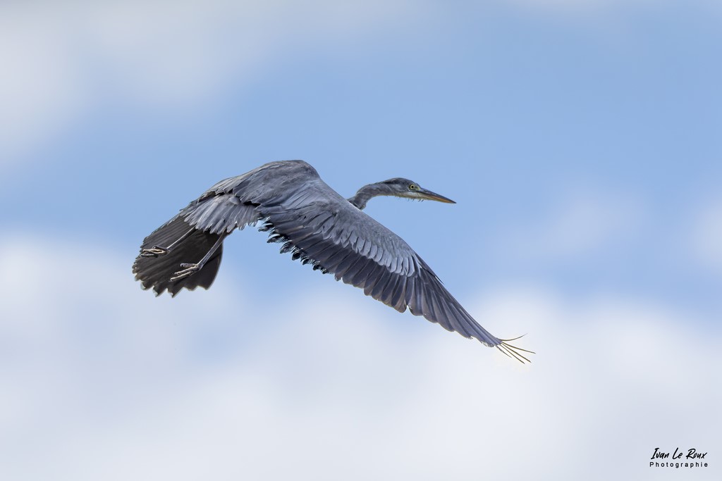 Le Héron cendré en vol ! - Romilly-la-Puthenaye (27) - 2022 - Canon EOS 5D Mark IV, Sigma 500 mm F/4 OS HSM SPORTS 500 mm + Extender TC-1401 x1.4, 700mm 1/8000s, f/5.6 ISO 800  Priorité Ouverture​ Photo animalière Ivan Le Roux Eure Normandie