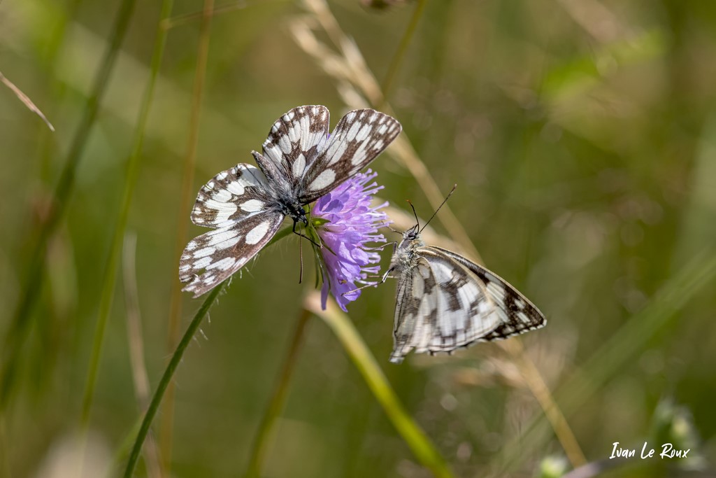 Duo de papillons "Demi-Deuil" - Romilly-la-Puthenaye (27) - 2021