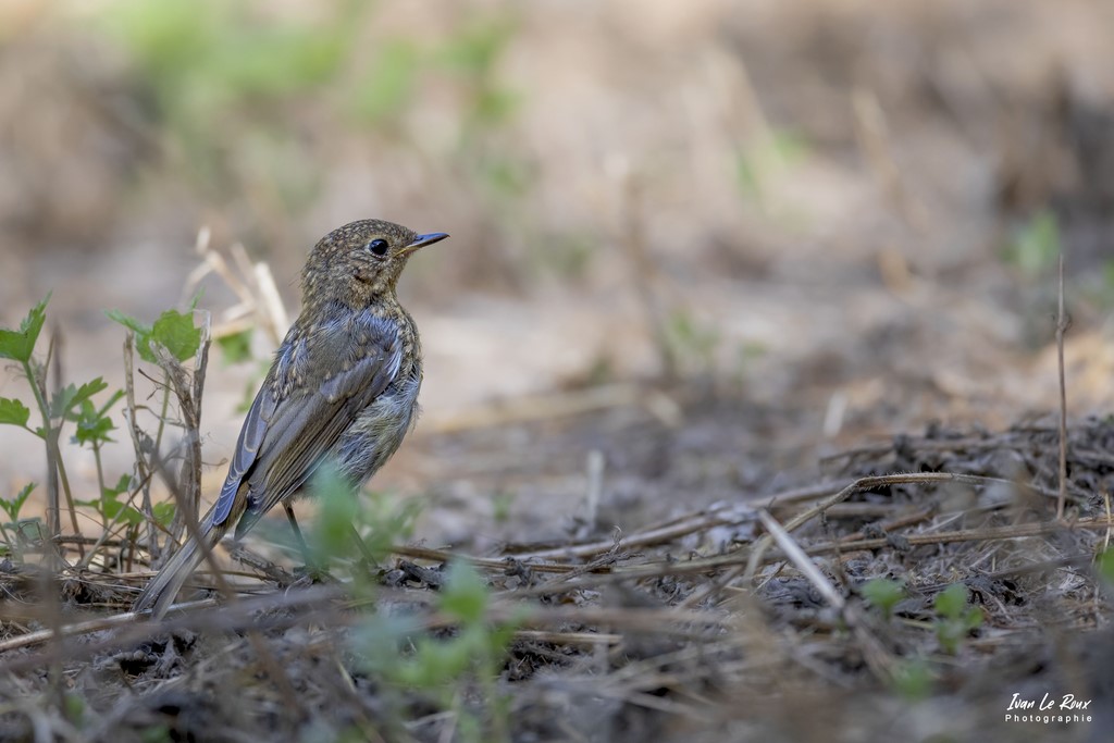 Rouge-Gorge Juvénile - Romilly-la-Puthenaye (27) - 2022 - Canon EOS 5D Mark IV, Sigma 500 mm F/4 OS HSM SPORTS 500 mm + Extender TC-1401 x1.4, 700mm 1/500s, f/8 ISO 800  Priorité Ouverture​ ivan Le Roux Photos animalières Normandie Eure