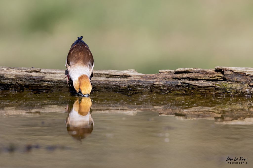 Les Oiseaux du Jardin - Grosbec Casse-Noyaux  - Romilly-la-Puthenaye (27) - 2022