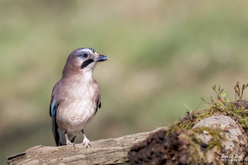 Les Oiseaux du Jardin - Geai des Chênes - Romilly-la-Puthenaye (27) - 2022
