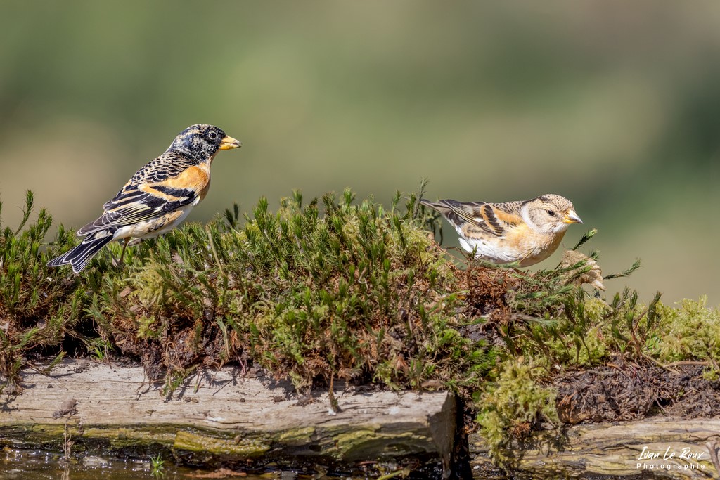 Les Oiseaux du Jardin - Pinsons du Nord (Mâle & Femelle) - Romilly-la-Puthenaye (27) - 2022
