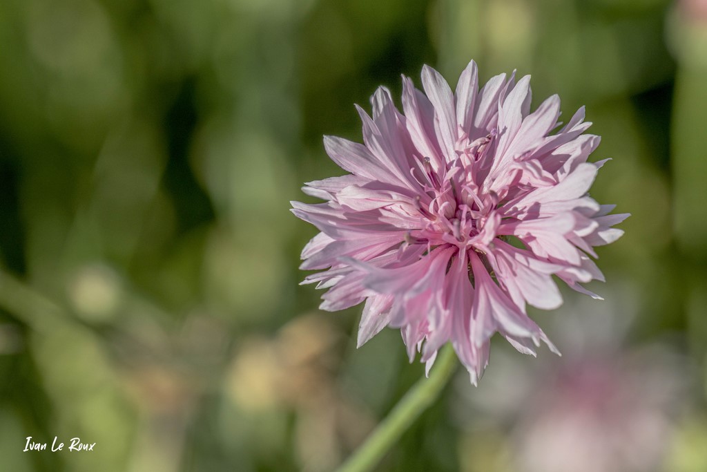 Bleuet (Cyanus segetum Hill) - 2021