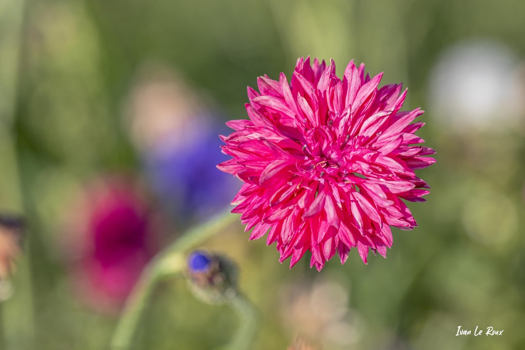 Bleuet Rose foncé (Cyanus segetum Hill) - 2021 - Photographe Ivan Le Roux EF 100mm f/2.8L Macro IS USM