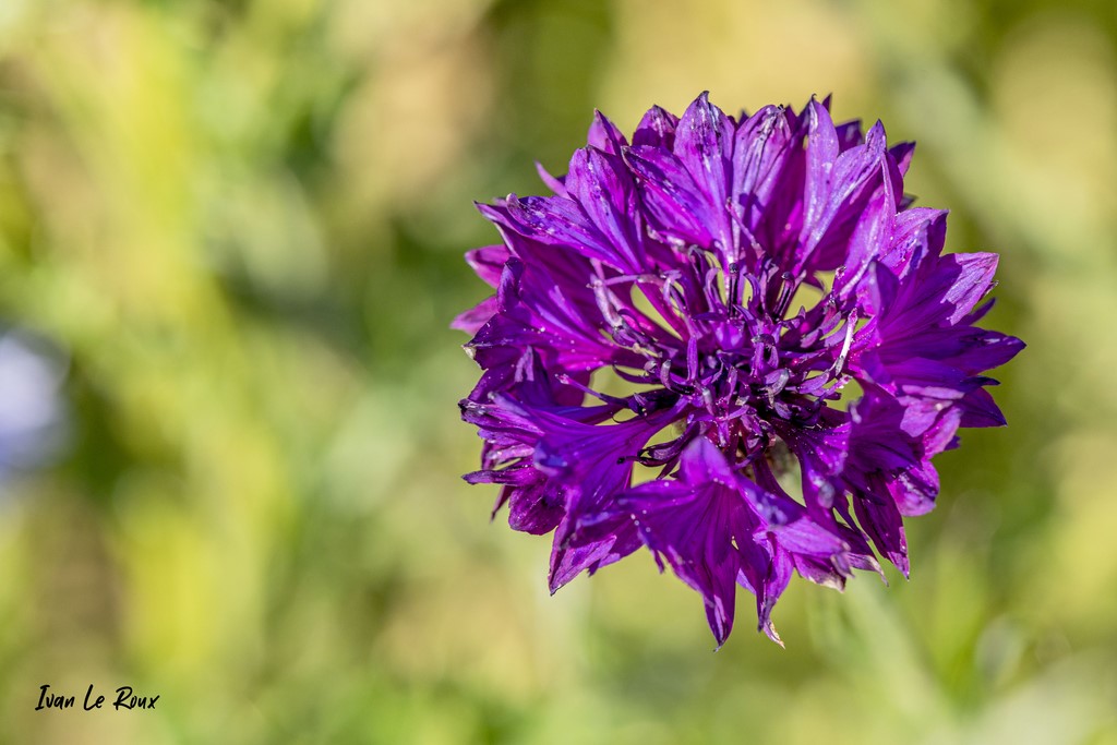 Bleuet violet (Cyanus segetum Hill) - 2021 - Photographe Ivan Le Roux EF 100mm f/2.8L Macro IS USM - Eure