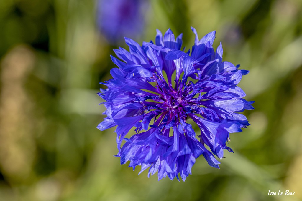 Bleuet bleu (Cyanus segetum Hill) - 2021 - Photographe Ivan Le Roux EF 100mm f/2.8L Macro IS USM - Normandie