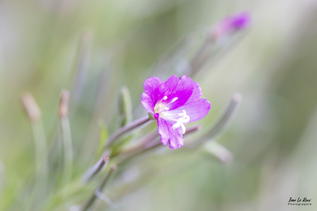 Épilobe à grandes fleurs (Epilobium hirsutum L. ) - Romilly-la-Puthenaye (27) - 2022 - Canon EOS 5D Mark IV, Sigma 105mm F2.8 EX DG OS HSM, 105 mm, 1/125s, f/4.5 ISO 1250  Priorité Ouverture Ivan Le Roux Photographe Eure Bord de Risle