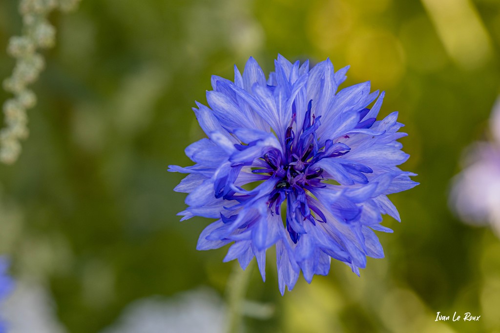 Bleuet bleu (Cyanus segetum Hill) - 2021 - Photographe Ivan Le Roux EF 100mm f/2.8L Macro IS USM- Normandie - Eure