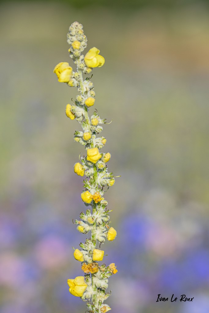 Molene lychnite 27 Eure