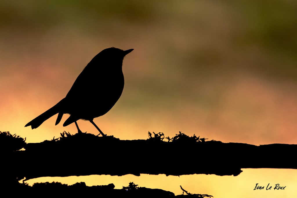 Collection "Les Oiseaux du Jardin" - A Contre-jour le Rouge-Gorge - 2020