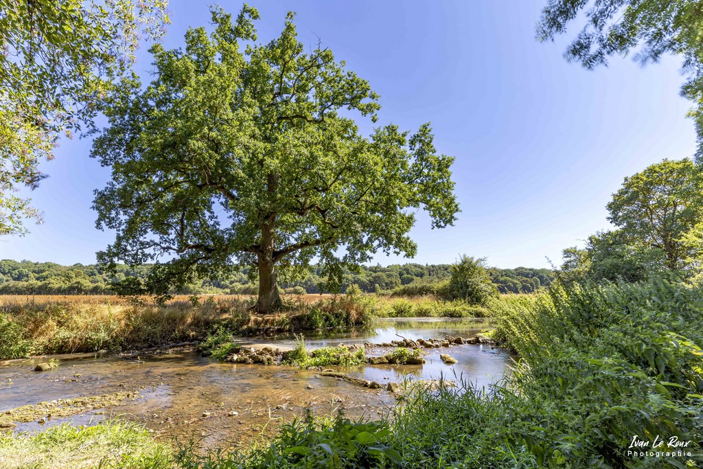 Bord de la Risle - 2022 -Canon EOS 5D Mark IV, EF 16/35mm f/4L IS USM 16 mm, 10s, f/10, ISO 100,  Priorité ouverture + Filtre ND1000 par Ivan Le Roux photographe paysage Normandie Eure