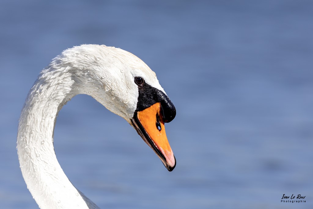 Portrait de Cygne Grand Lavier - 2022